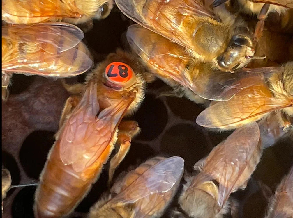 Pre-Order 2026 Cordovan Queen Bees
