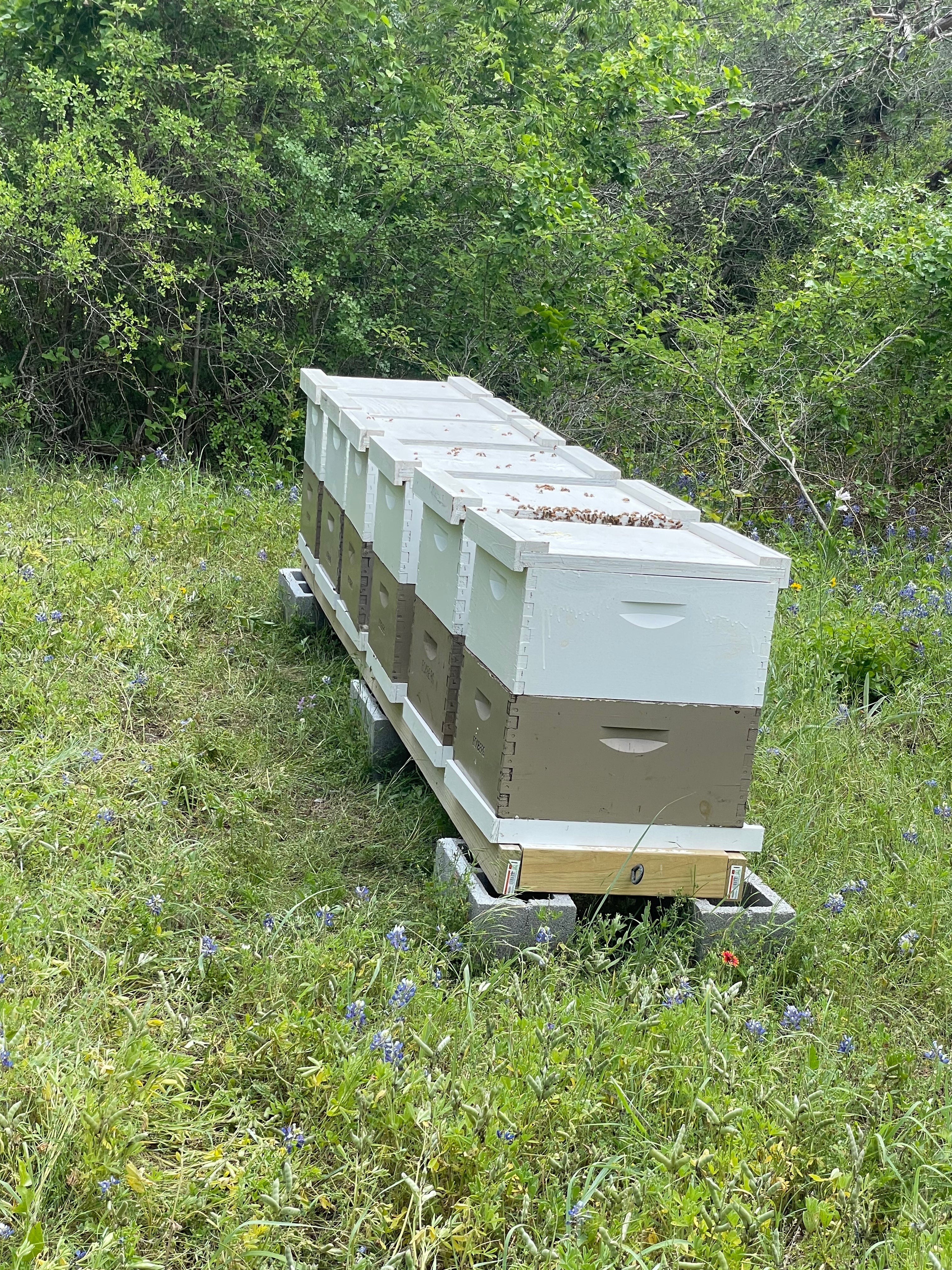 2026 Honey Bee Leasing Service - Ag Exemption