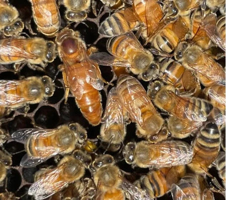 Pre-Order 2026 Cordovan Queen Bees