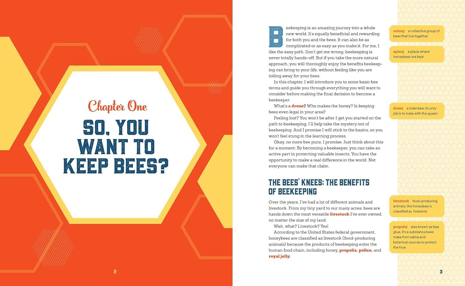 Beekeeping for Beginners: How to Raise Your First Bee Colonies