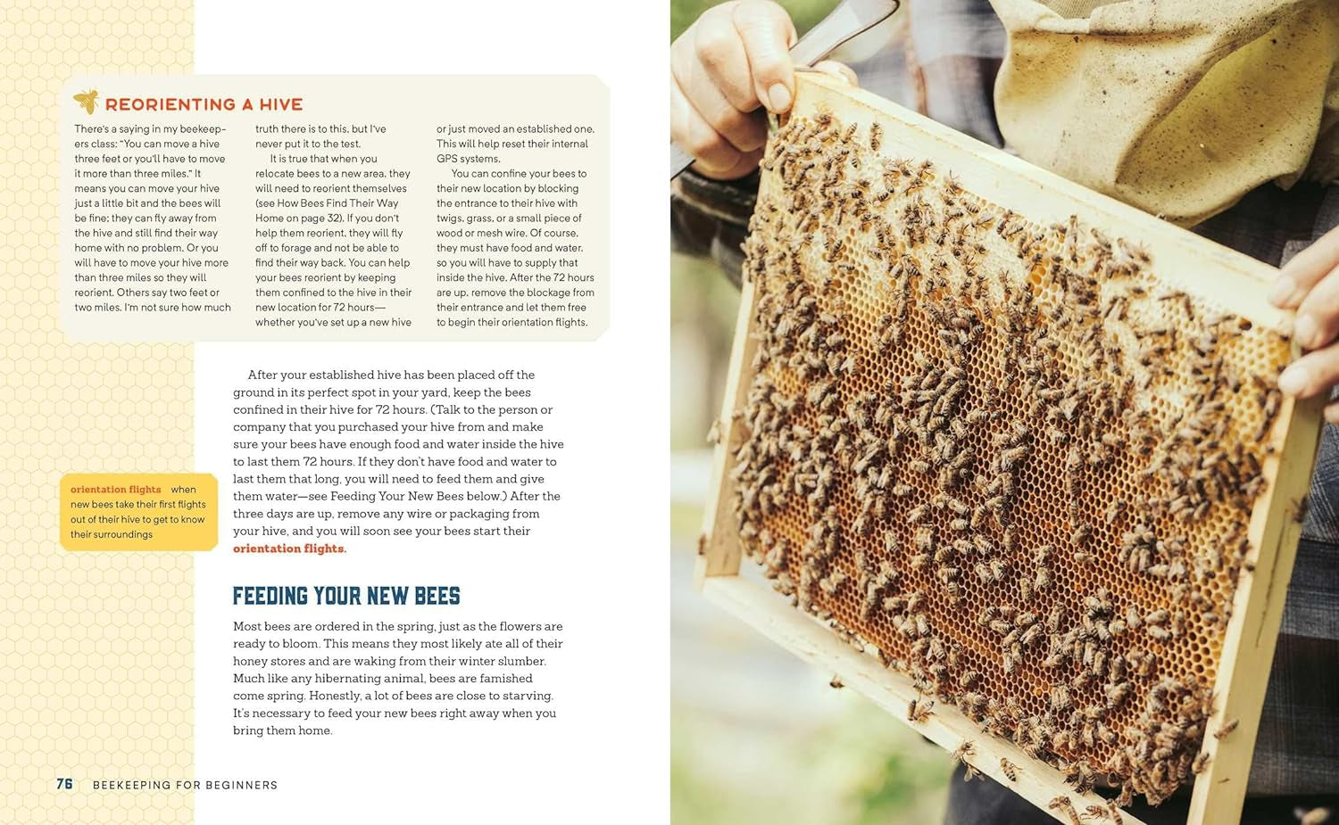 Beekeeping for Beginners: How to Raise Your First Bee Colonies