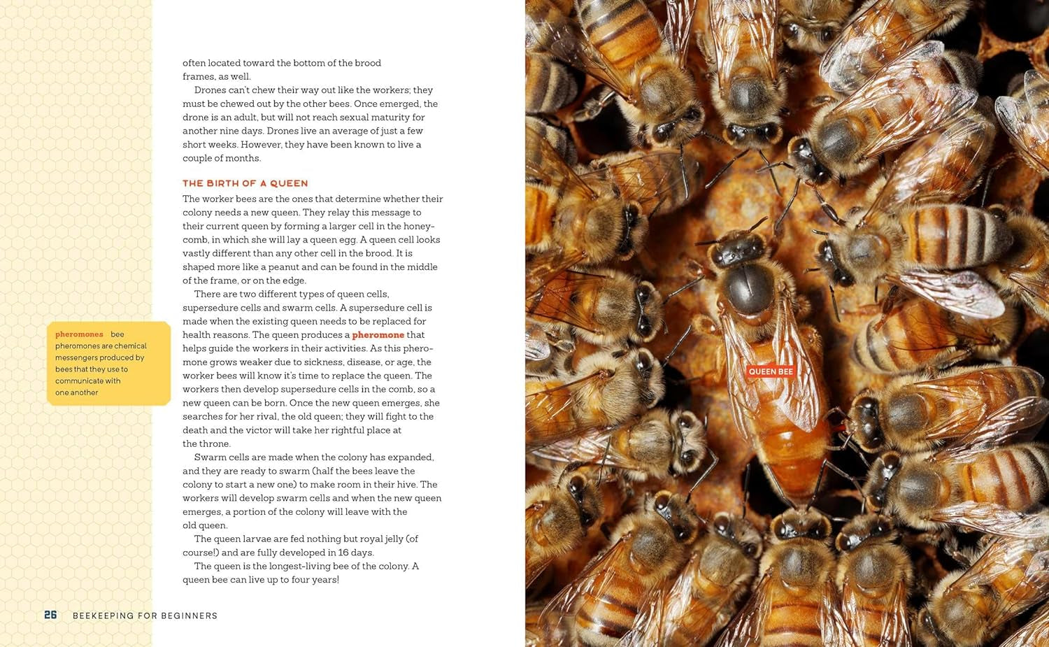 Beekeeping for Beginners: How to Raise Your First Bee Colonies