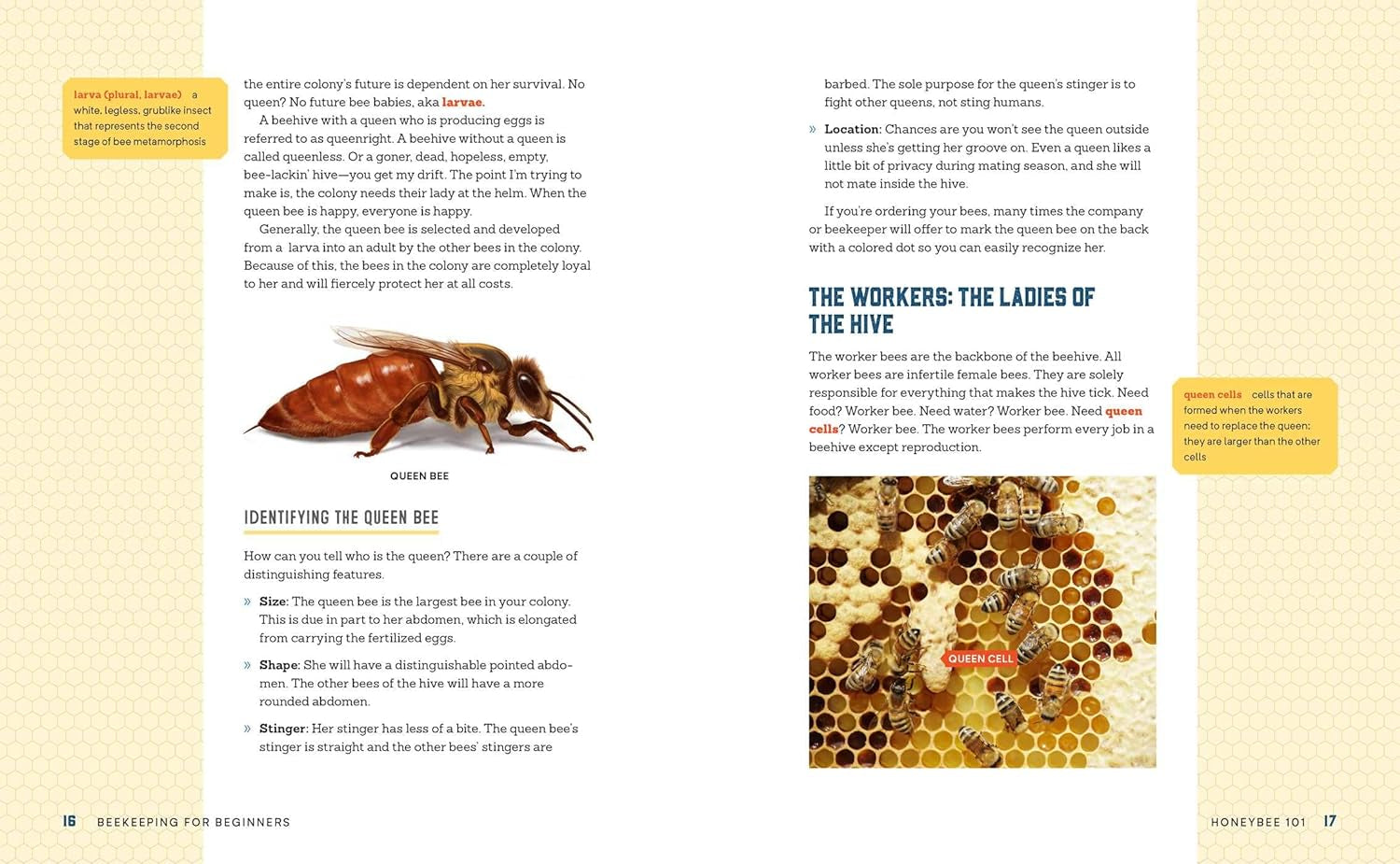 Beekeeping for Beginners: How to Raise Your First Bee Colonies