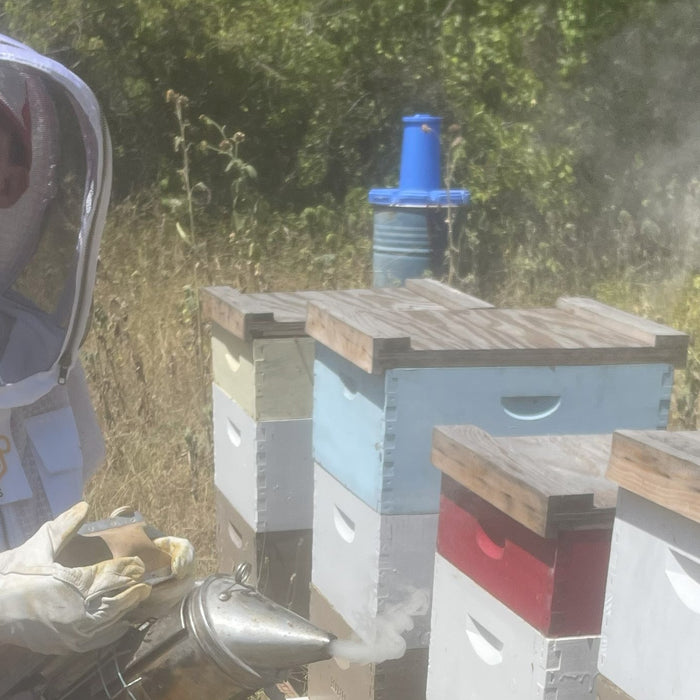 Essential Beekeeping Equipment for Beginners in 2024: Start Your Apiary Journey with Confidence!
