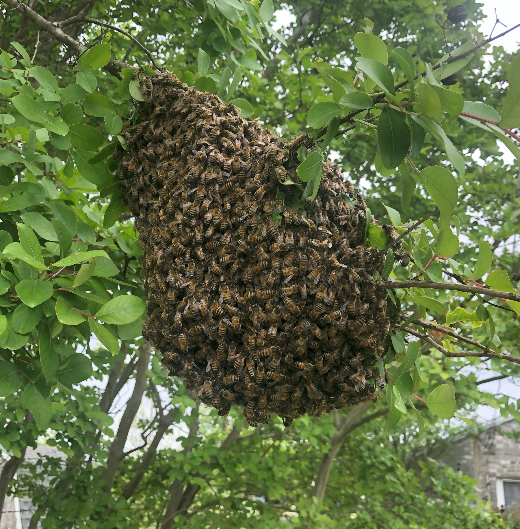 Spring into Action: The Art of Capturing a Honey Bee Swarm
