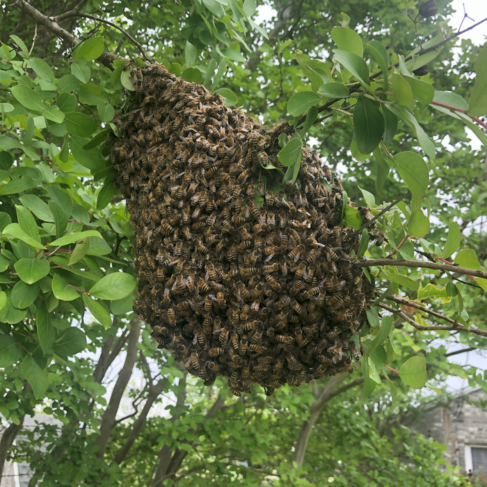 Spring into Action: The Art of Capturing a Honey Bee Swarm