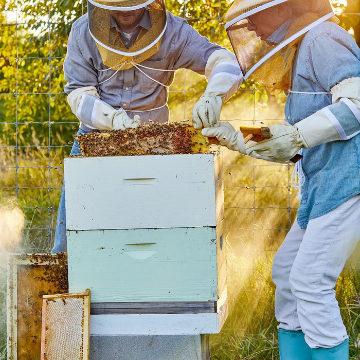 Beekeeping for Beginners: A Comprehensive Guide to Starting with Your First Nuc