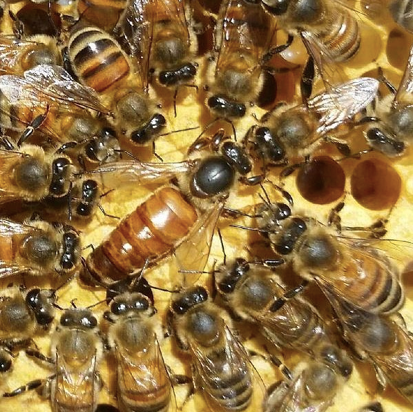 2024 Queen Bees (Unmarked Italian)