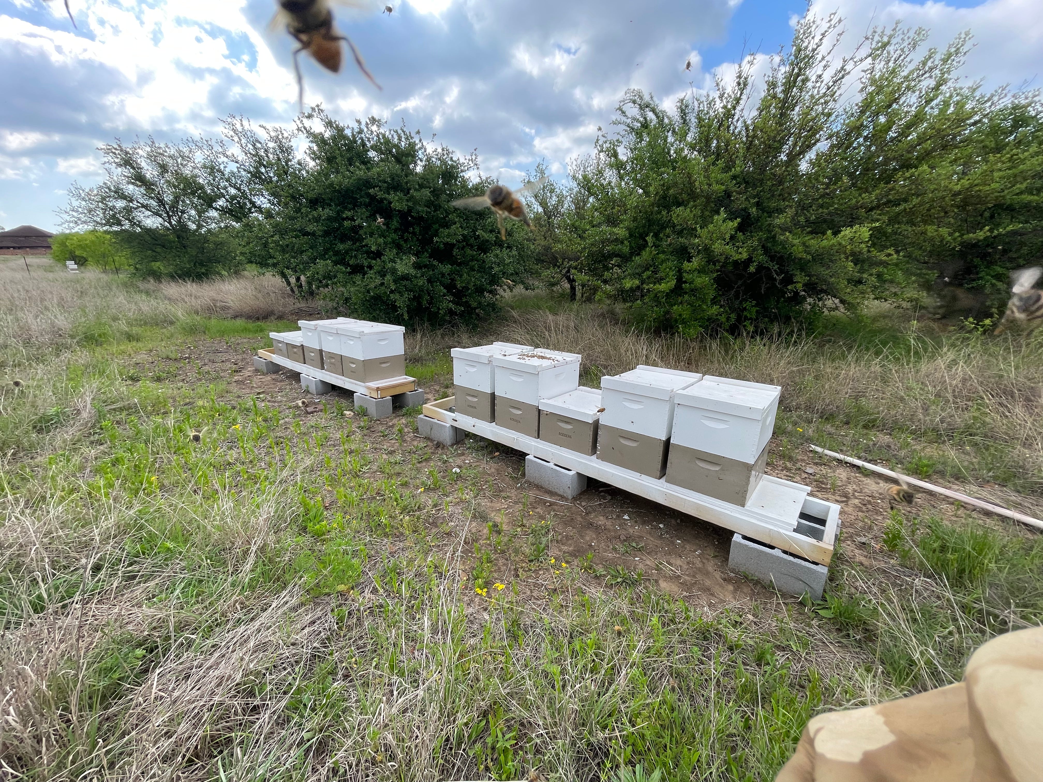 Honey Bee Leasing Service - Ag Exemption