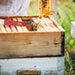 Steel J Hook Bee Hive Tool Frame Lifter and Scraper,Beekeeping Equipment, 10-1/2-Inch